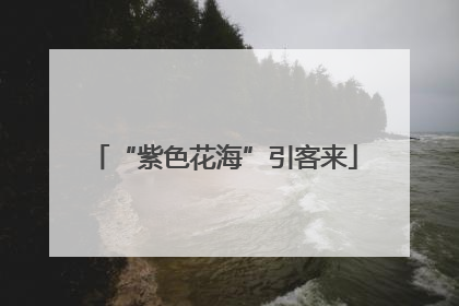 “紫色花海”引客来