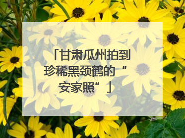 甘肃瓜州拍到珍稀黑颈鹤的“安家照”