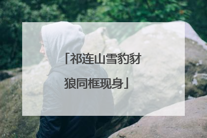 祁连山雪豹豺狼同框现身