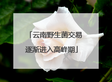 云南野生菌交易逐渐进入高峰期