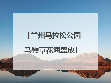 兰州马拉松公园 马鞭草花海盛放