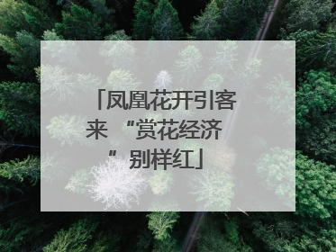 凤凰花开引客来 “赏花经济”别样红