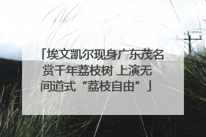 埃文凯尔现身广东茂名 赏千年荔枝树 上演无间道式“荔枝自由”