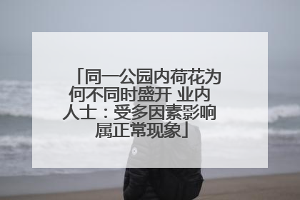 同一公园内荷花为何不同时盛开 业内人士：受多因素影响 属正常现象