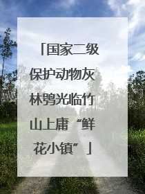 国家二级保护动物灰林鸮光临竹山上庸“鲜花小镇”