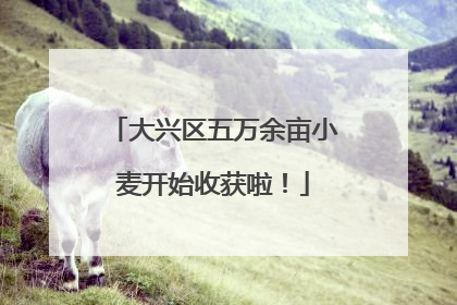 大兴区五万余亩小麦开始收获啦！