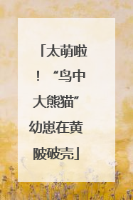 太萌啦！“鸟中大熊猫”幼崽在黄陂破壳
