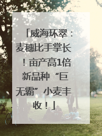 威海环翠：麦穗比手掌长！亩产高1倍 新品种“巨无霸”小麦丰收！