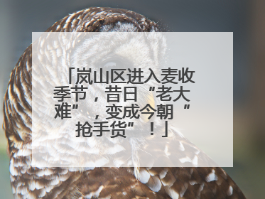 岚山区进入麦收季节，昔日“老大难”，变成今朝“抢手货”！