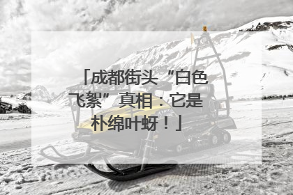 成都街头“白色飞絮”真相：它是朴绵叶蚜！