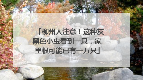 柳州人注意！这种灰黑色小虫看到一只，家里很可能已有一万只