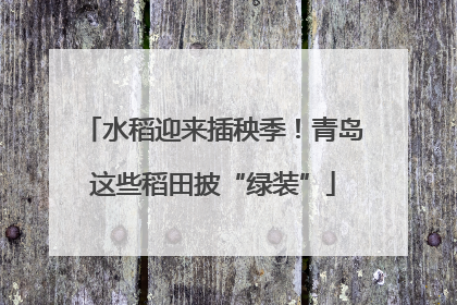 水稻迎来插秧季！青岛这些稻田披“绿装”