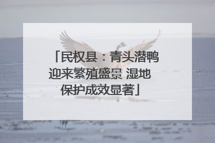 民权县：青头潜鸭迎来繁殖盛景 湿地保护成效显著