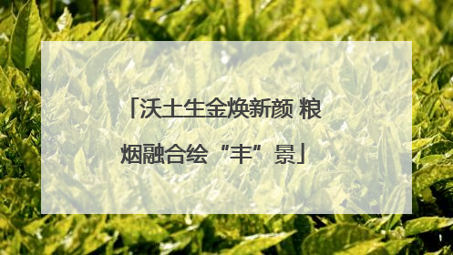 沃土生金焕新颜 粮烟融合绘“丰”景