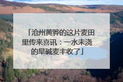 沧州黄骅的这片麦田里传来喜讯：一水未浇的旱碱麦丰收了