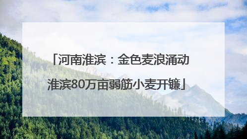 河南淮滨：金色麦浪涌动 淮滨80万亩弱筋小麦开镰