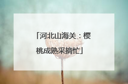 河北山海关：樱桃成熟采摘忙