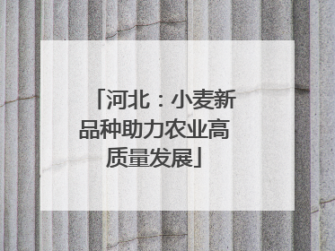 河北：小麦新品种助力农业高质量发展