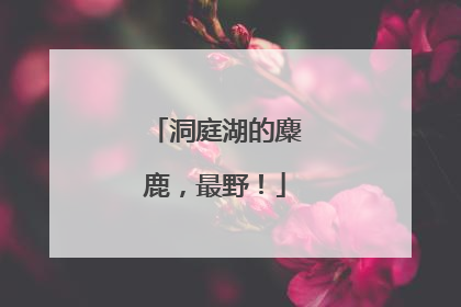 洞庭湖的麋鹿，最野！