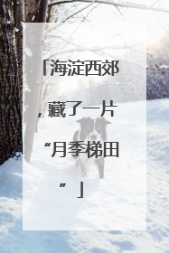 海淀西郊，藏了一片“月季梯田”