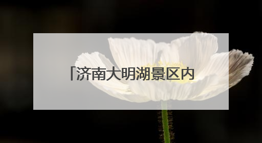 济南大明湖景区内惊现双色莲，游客直呼“好运莲莲”