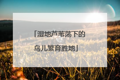 湿地芦苇荡下的鸟儿繁育胜地