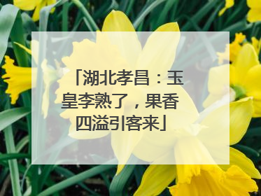 湖北孝昌：玉皇李熟了，果香四溢引客来