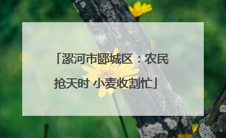 漯河市郾城区：农民抢天时 小麦收割忙
