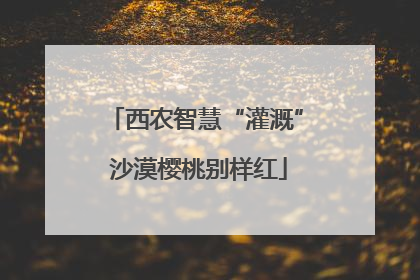 西农智慧“灌溉” 沙漠樱桃别样红