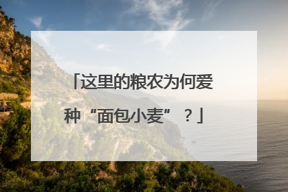 这里的粮农为何爱种“面包小麦”？