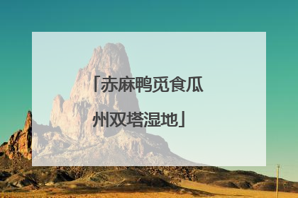赤麻鸭觅食瓜州双塔湿地