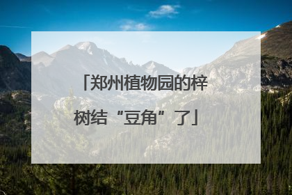 郑州植物园的梓树结“豆角”了