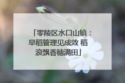 零陵区水口山镇：早稻管理见成效 稻浪飘香穗满田
