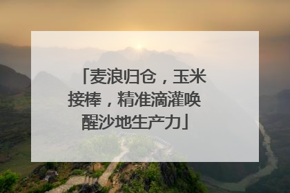 麦浪归仓，玉米接棒，精准滴灌唤醒沙地生产力